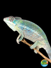 Load image into Gallery viewer, Young male Ambilobe Panther Chameleon displaying rich golden yellow coloration with turquoise bars.
