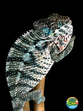 Load image into Gallery viewer, Young male Ambilobe Panther Chameleon with a high white body and developing turquoise bars.

