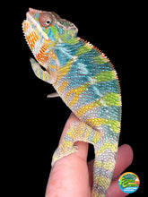 Load image into Gallery viewer, Young male Ambilobe Panther Chameleon with developing rainbow coloration
