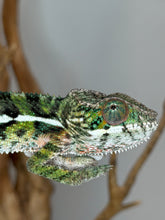 Load image into Gallery viewer, Captive-bred young male Ambilobe Panther Chameleon developing vibrant coloration.
