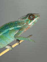 Load image into Gallery viewer, Side view of a young male Ambilobe Panther Chameleon with emerging rainbow coloration
