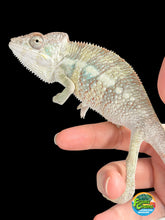 Load image into Gallery viewer, Young male Ambilobe Panther Chameleon with vibrant sunny yellow coloration and turquoise bars.
