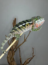 Load image into Gallery viewer, Young Ambilobe Panther Chameleon displaying bright turquoise accents.
