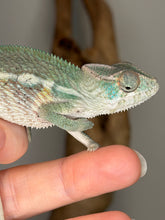 Load image into Gallery viewer, Juvenile Ambilobe Panther Chameleon calmly perched on a hand
