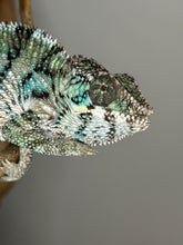 Load image into Gallery viewer, A close-up side view of a chameleon perched on a branch, showing detailed scales in green, blue, black, and white against a plain gray background.
