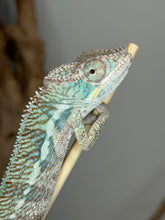 Load image into Gallery viewer, Close-up of a captive-bred young male Ambilobe Panther Chameleon.
