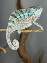 Load image into Gallery viewer, A live chameleon with blue, green, and orange coloration perched on a brown branch against a neutral gray background.
