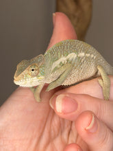 Load image into Gallery viewer, A small green and beige chameleon resting on a person's hand, with fingers visible and a soft neutral background behind.
