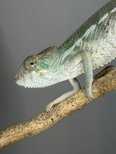 Load image into Gallery viewer, A close-up photograph of a chameleon perched on a branch against a solid gray studio background.
