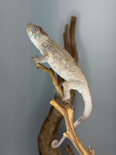 Load image into Gallery viewer, Young male Panther Chameleon with beautiful developing coloration
