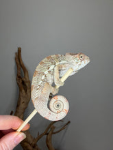 Load image into Gallery viewer, Young Panther Chameleon with outstanding future color potential.
