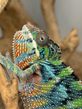 Load image into Gallery viewer, Young male Panther Chameleon with beautiful yellow coloration beginning to develop

