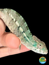 Load image into Gallery viewer, Young male Panther Chameleon captive bred by FramsChams
