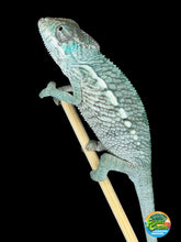 Load image into Gallery viewer, Young male Panther Chameleon captive bred by FramsChams
