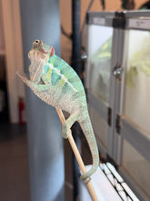 Load image into Gallery viewer, A live male panther chameleon perched on a wooden stick in an indoor setting with reptile enclosures visible in the background.

