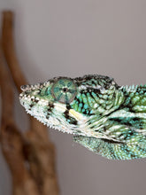 Load image into Gallery viewer, Young male Panther Chameleon displaying vibrant yellow coloration contrasted by bold blue bars.
