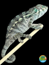 Load image into Gallery viewer, Young male Panther Chameleon captive bred by FramsChams

