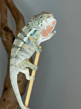 Load image into Gallery viewer, Young Panther Chameleon showing emerging crystal blue bars and exceptional future color potential.
