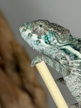 Load image into Gallery viewer, Close-up of a young male Panther Chameleon's green and turquoise coloration
