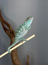 Load image into Gallery viewer, Young male Panther Chameleon beginning to develop adult coloration
