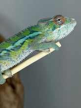 Load image into Gallery viewer, Young Panther Chameleon showing developing adult colors
