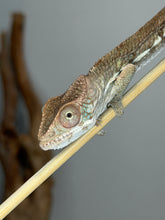 Load image into Gallery viewer, Captive-bred Panther Chameleon beginning to develop vibrant adult colors.
