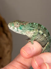 Load image into Gallery viewer, Young male Panther Chameleon beginning to develop adult coloration
