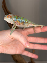Load image into Gallery viewer, A live chameleon perched on a person's hand, showing its detailed green, blue, and orange coloration against a neutral indoor background.

