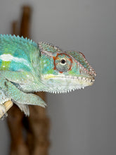 Load image into Gallery viewer, A close-up side profile of a male panther  chameleon with bright turquoise, green, and pale yellow scales, a red-orange eye ring, and small white teeth, perched against a soft gray background with a blurred brown branch behind it.
