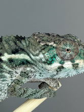 Load image into Gallery viewer, Young Panther Chameleon showing developing green and turquoise colors
