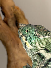 Load image into Gallery viewer, Juvenile panther chameleon photographed in natural lighting
