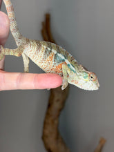 Load image into Gallery viewer, Young Panther Chameleon with vibrant orange body and emerging icy blue bars.
