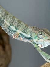 Load image into Gallery viewer, Captive-bred young male Panther Chameleon with a developing fiery orange firebelly.
