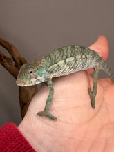 Load image into Gallery viewer, Young male Panther Chameleon perched on a hand
