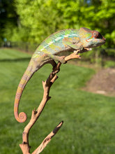 Load image into Gallery viewer, Young Ambilobe Panther Chameleon with a slightly spicy personality perched calmly after handling
