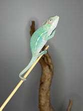 Load image into Gallery viewer, Young Panther Chameleon showing bright teal coloration with yellow highlights
