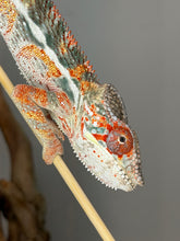 Load image into Gallery viewer, Young Panther Chameleon with rare high white color development.
