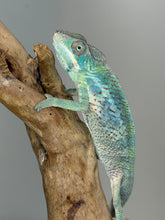 Load image into Gallery viewer, Young male Ambilobe Panther Chameleon with warm yellow coloration, turquoise bars, and red rain.
