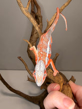 Load image into Gallery viewer, Young Panther Chameleon showing orange-red and blue color development

