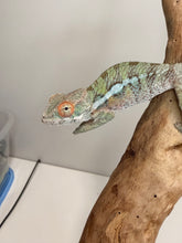 Load image into Gallery viewer, Young Ambilobe Panther Chameleon showing beautiful rainbow coloration
