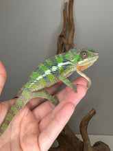 Load image into Gallery viewer, Colorful juvenile Sambava x Ambilobe Panther Chameleon with calm temperament
