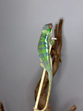 Load image into Gallery viewer, Active and friendly Sambava x Ambilobe Panther Chameleon juvenile
