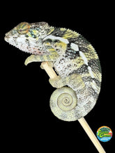Load image into Gallery viewer, Young Vibrant Ambilobe Panther Chameleon perched on a branch
