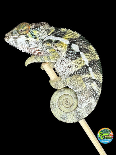 Young Vibrant Ambilobe Panther Chameleon perched on a branch
