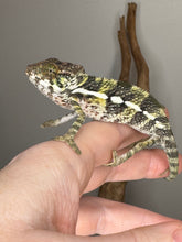 Load image into Gallery viewer, Bright yellow and red belly beginning to show on young Ambilobe
