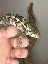 Load image into Gallery viewer, Ambilobe Panther Chameleon looking playful and curious
