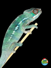 Load image into Gallery viewer, Younger juvenile Ambilobe panther chameleon with early developing coloration

