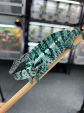 Load image into Gallery viewer, Nosy Be male: Blucifer x  Don Juan (F2)
