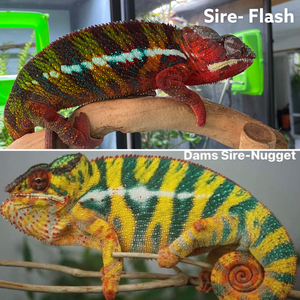 AMBILOBE Panther Chameleon male: (E25)