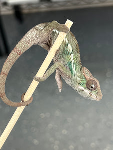 Ambilobe male: Flash x Delaney (Q3)